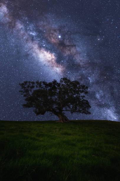 istock The lonely tree with milky way 1148584974