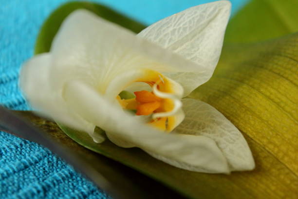 istock Fallen orchid blossom and leaves close up 1148585567