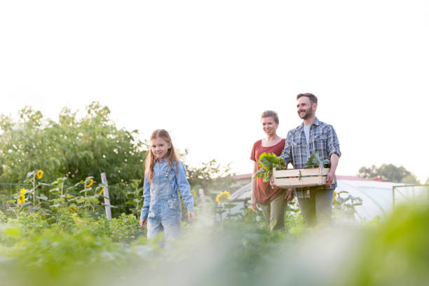 istock Smiling parents holding vegetables in crate while walking with daughter at farm 1148585673