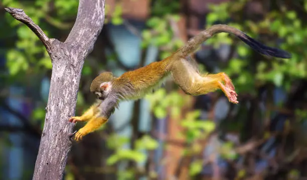 Common squirrel monkey, also called Saimiri sciureus, jumping from one tree to another