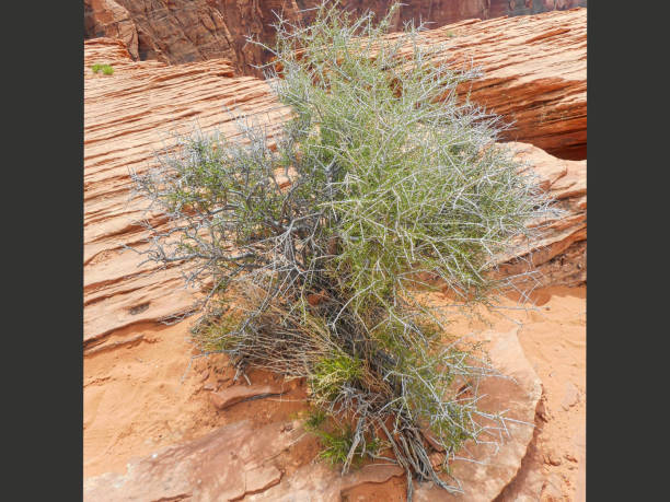 istock a green bush in the grand canyon 1148586102