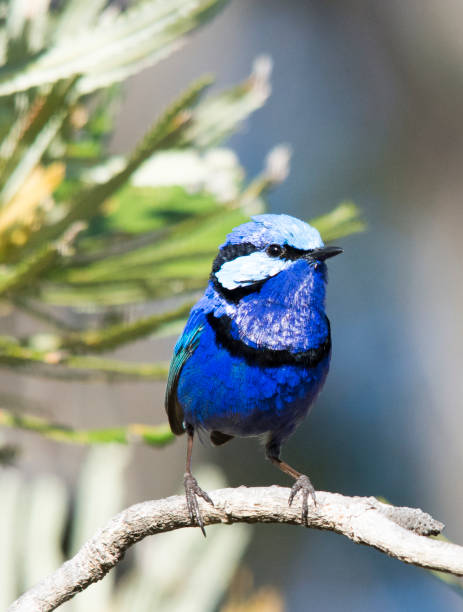 istock Male Splendid Wren 1148587234