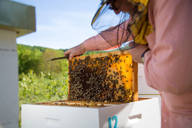 꿀벌의 벌집을 확인 하는 양 봉 - beehive rural scene bee outdoors 뉴스 사진 이미지