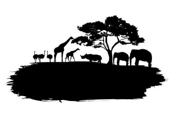 8,532 Safari Logo Illustrations & Clip Art - iStock