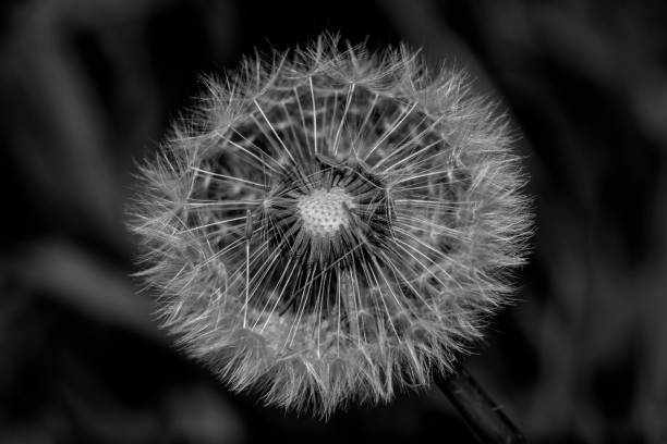 istock dandelion - Taraxacum officinale 1148589885