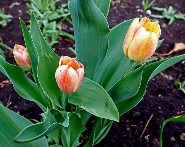 istock red and white Tulips blossomed 1148591090