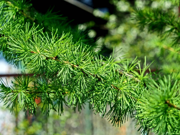 istock larch branch with fresh needles-leaves 1148591119