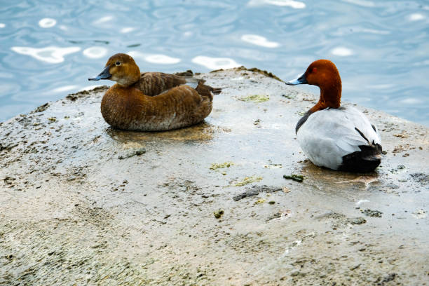 male and female pochard sitting by water