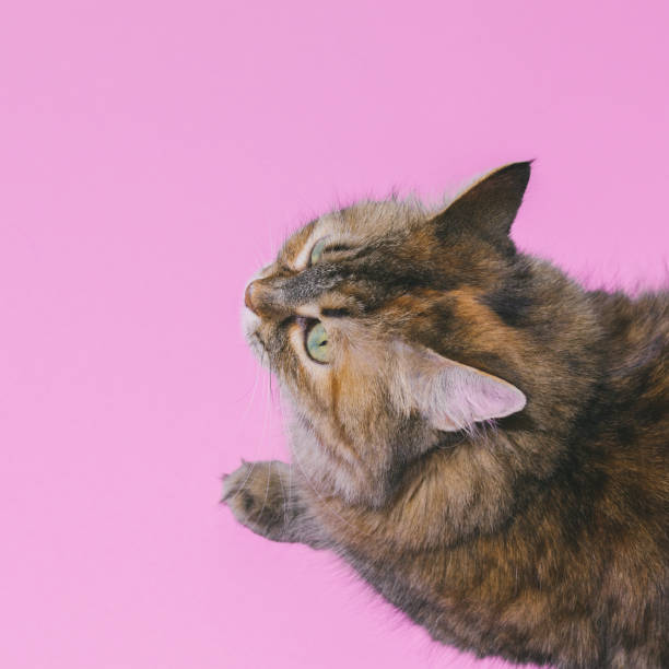 istock beautiful cat. Head over heels on pink background. Pet concept. 1148591700