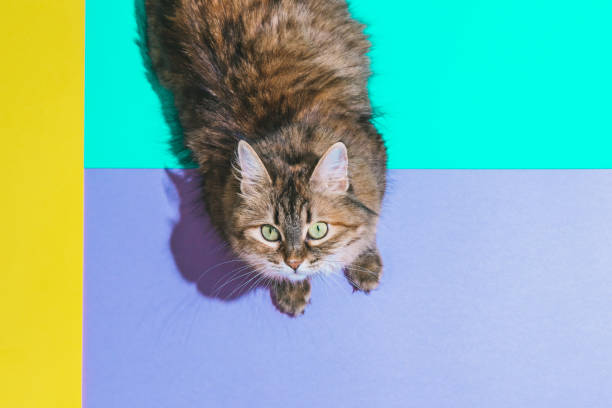 Colorblock Pictures | Download Free Images on Unsplash