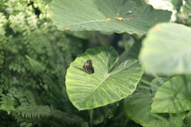 Stock photograph of a Gray Cracker butterfly (Hamadryas februa ferentina) resting on a leaf on a sunny day.
