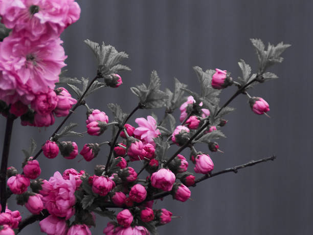 istock Pink cherry flowers on black and white 1148593729
