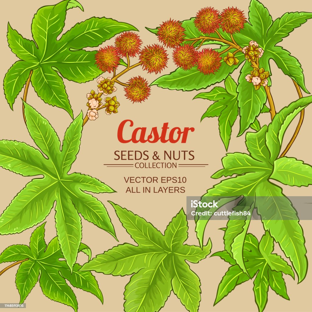 Castor Vector Castor Vector Frame Stock Illustration - Download Image Now ...