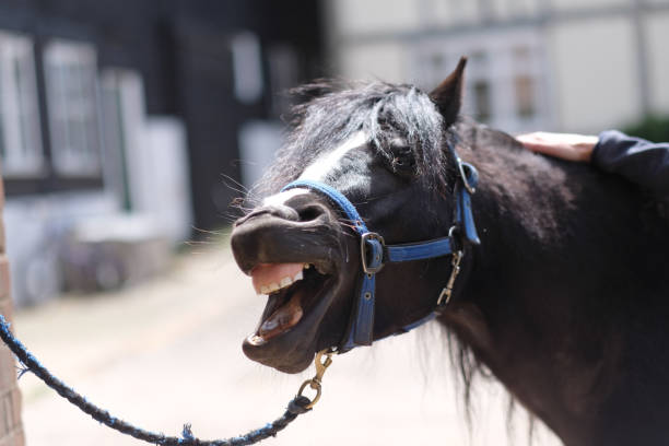 The horse's head with an open mouth and a belt headband