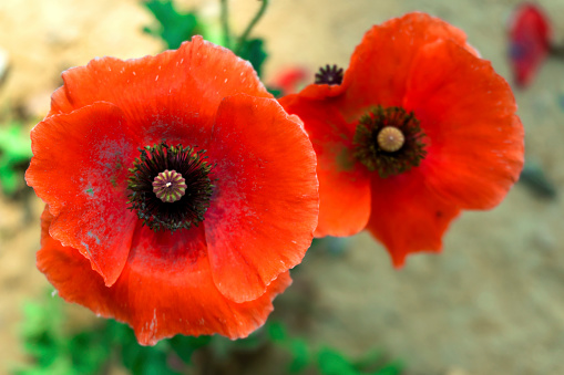 Two red poppy flowers growing near the brick wall of the house