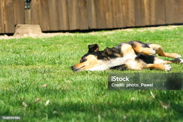 Dog Sleep In Grass Yard Background Stock Photo - Download Image Now - Animal, Animal Back, Back