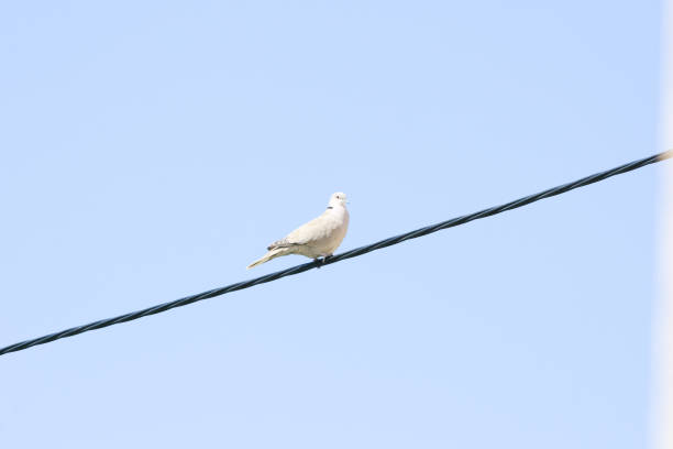 istock a white pigeon sitting on a telephone wire 1148595054