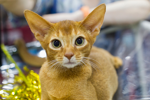 Ginger kitten with green eyes and big ears