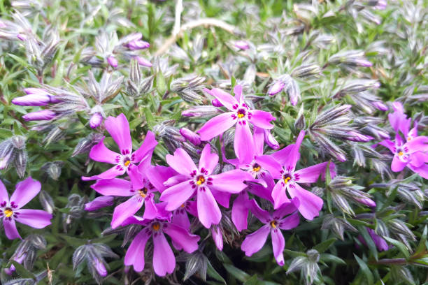 istock Close up Phlox subulata flowers 1148595191