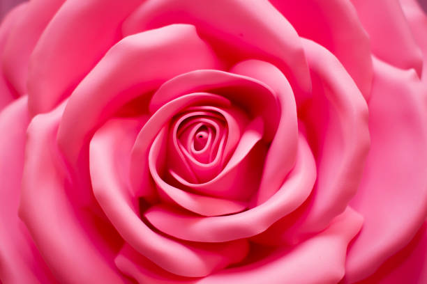 istock Pink artificial rose large. Rose flower background 1148595360