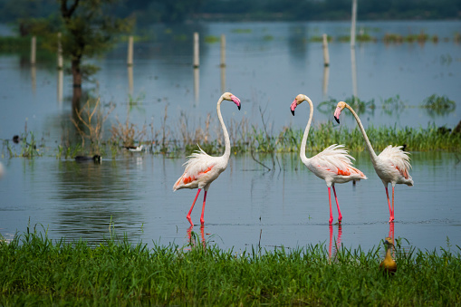 a huge group of lesser flamingos at dawn in Lake Elementatia with beautiful light - Kenya