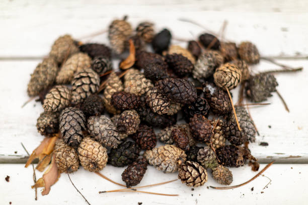 istock Forest cones on the wooden background. Top view 1148596507