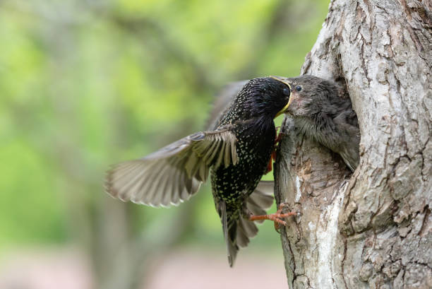 istock Common starling parent feeding a chick 1148597037