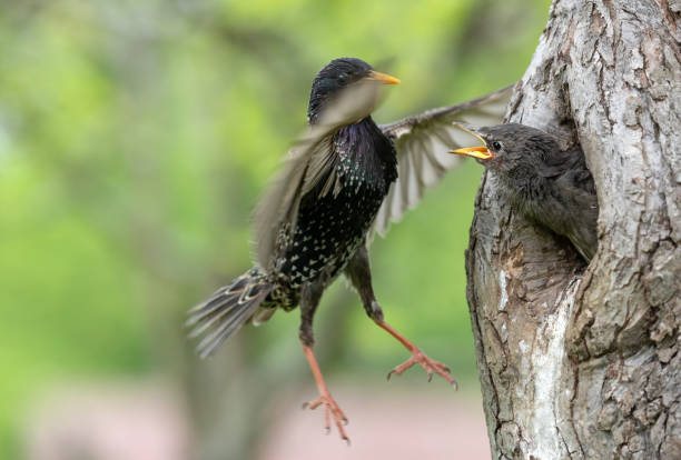 istock Common starling parent and chick 1148597060