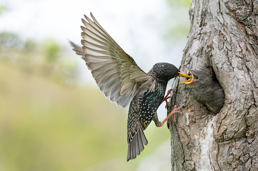 Common starling parent feeding a chick.