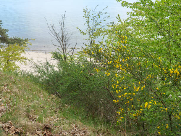 istock at the baltic sea in poland 1148598003