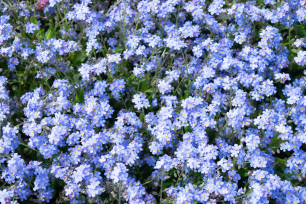 istock Spring flowers in Switzerland 1148599302
