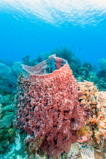 istock Coral garden in Caribbean 1148599424