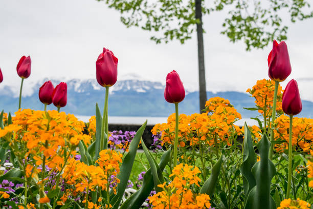 Flowers by the lake in Switzerland