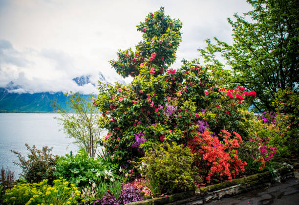 A nice early autumn morning in Stanley Park, Vancouver, British Columbia. 2 hrs from Whistler, British Columbia. Image taken from tripod for max depth of field.
