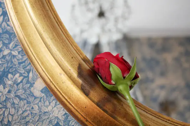 Photo of Red Rose in Venice in vintage Venetian interior background.