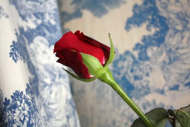 Photo of Red Rose in Venice in vintage Venetian interior background.