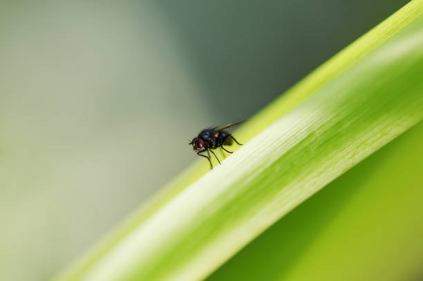 istock Macro. An ordinary fly sits on the green grass close-up. Horizontal photography 1148605531