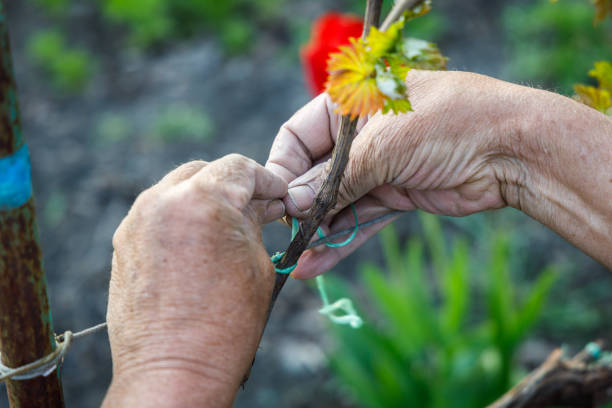 istock Gardener ties a grape branch to a rope 1148605642