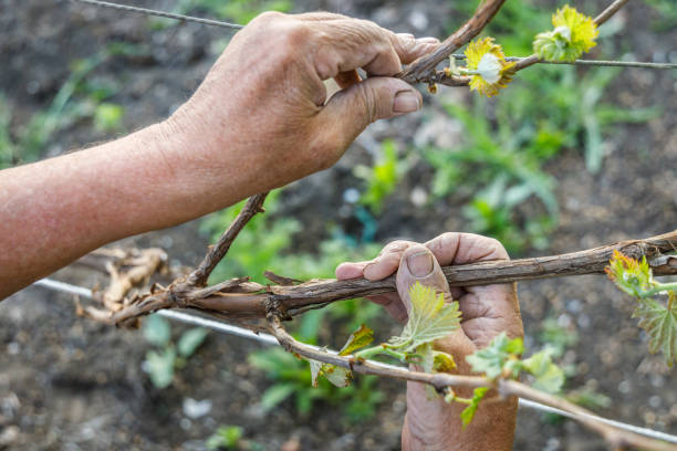 istock Wrinkled hands of farmer hand hold a grape branch 1148605652