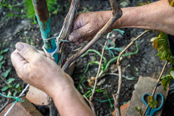 istock Wrinkled male hands tie a vine to a metal pole 1148605655