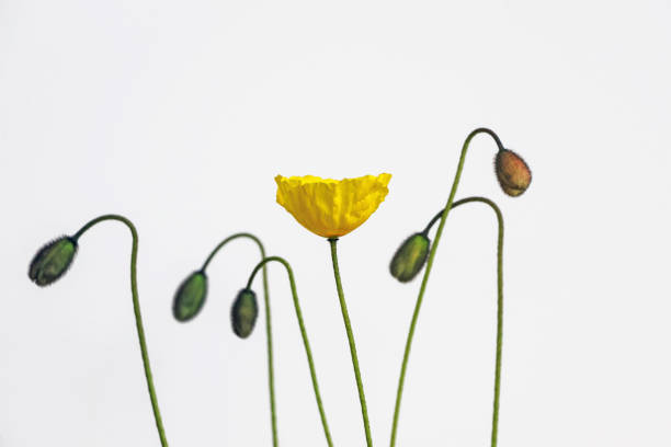 yellow poppy flower with white background