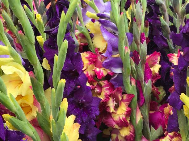 istock beautiful gladiolus flowers 1148606992
