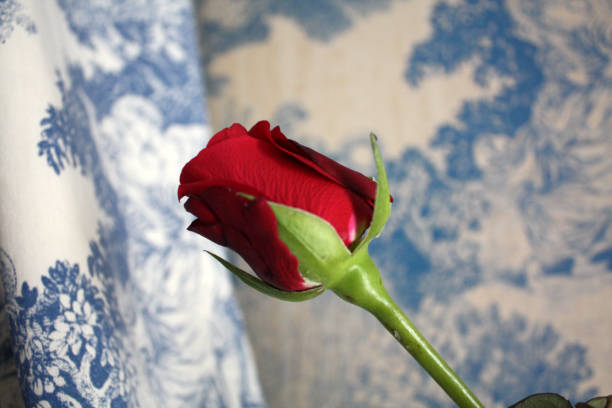 istock Red rose in Venice on the vintage wallpaper background. 1148608435