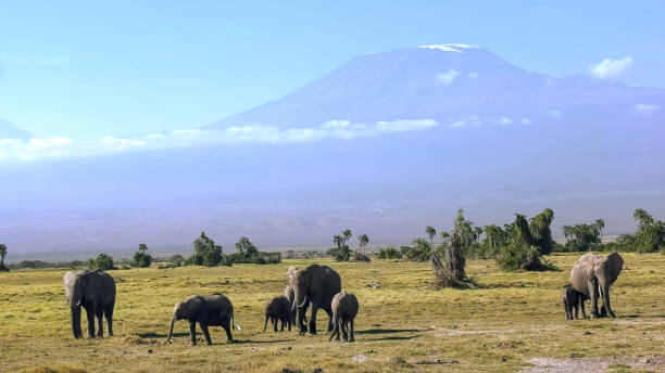istock elephants walk towards camera with mt kilimanjaro in the background 1148609288
