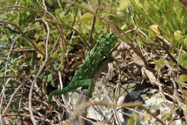 istock Chameleon Lizard in nature on rocks in focus 1148609701