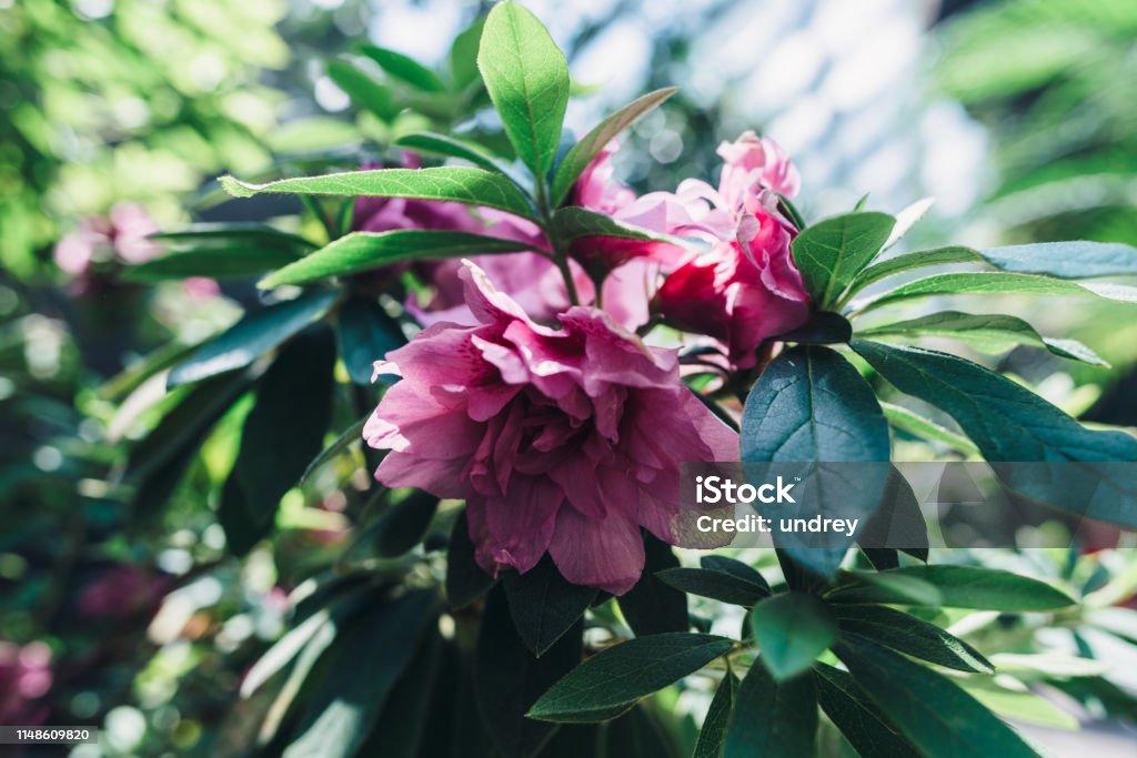 Flores Rosas En Flor Plantas Tropicales Naturaleza Antecedentes Foto de stock y más banco de imágenes de Acostado - iStock Flores Rosas En Flor Plantas Tropicales Naturaleza Antecedentes Foto de stock y más banco de imágenes de Acostado - iStock