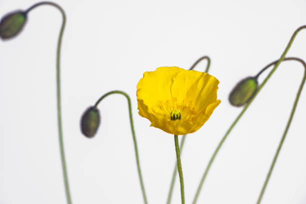 Field of multicolored poppies in a Springtime garden