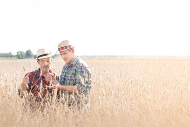 istock Coworkers examining wheat crops at farm against sky 1148610986