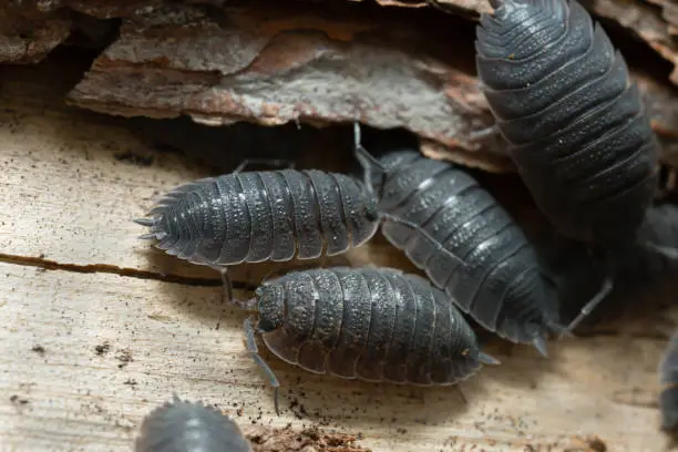 Closeup of common rough woodlouses, Porcellio scaber on wood.