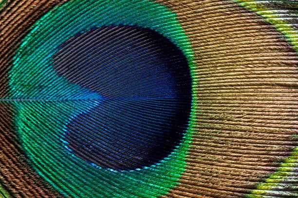 Photo of Peacock feather